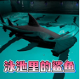 泳池里的大鲨鱼最新版本